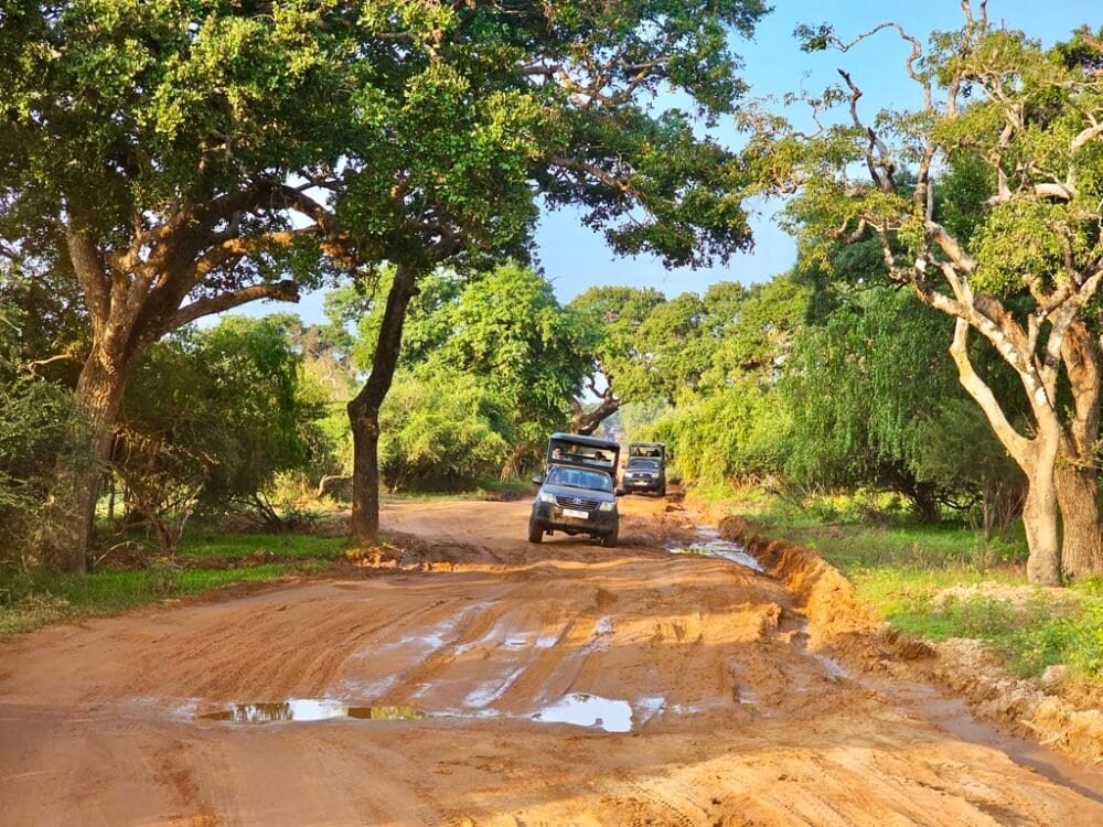 Šrilankas ceļojums - Yala safari