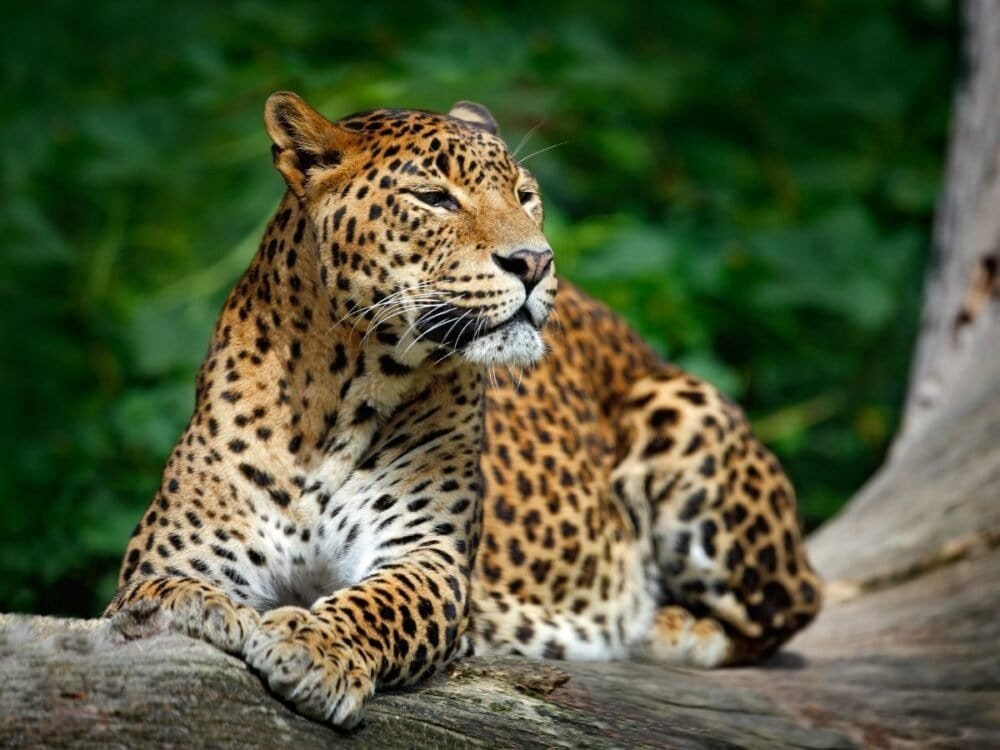 Šrilankas ceļojums - leopards
